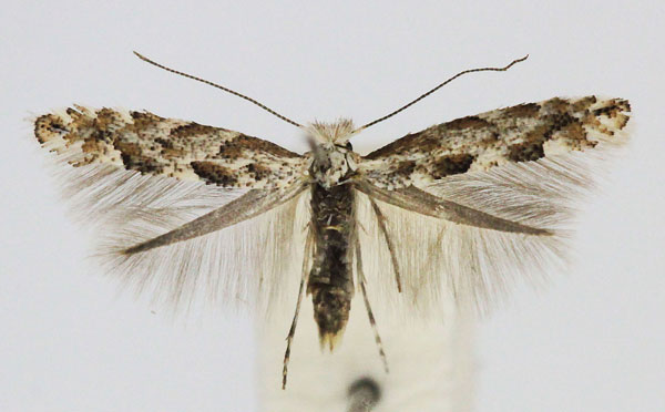 /filer/webapps/moths_gc/media/images/A/apparella_Phyllonorycter_A_Bentsson_male.jpg