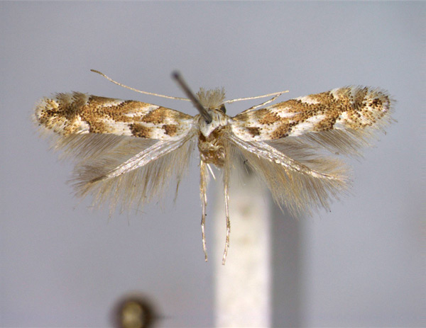 /filer/webapps/moths_gc/media/images/A/apparella_Phyllonorycter_A_EIHU.jpg