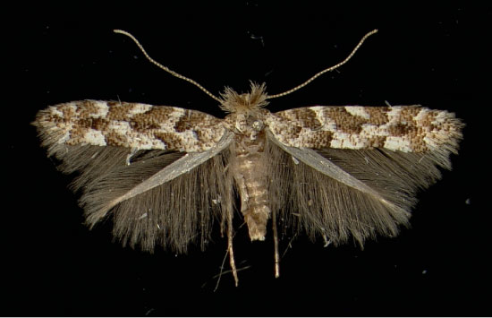 /filer/webapps/moths_gc/media/images/A/apparella_Phyllonorycter_A_Illmitz04101965_MHNG.jpg