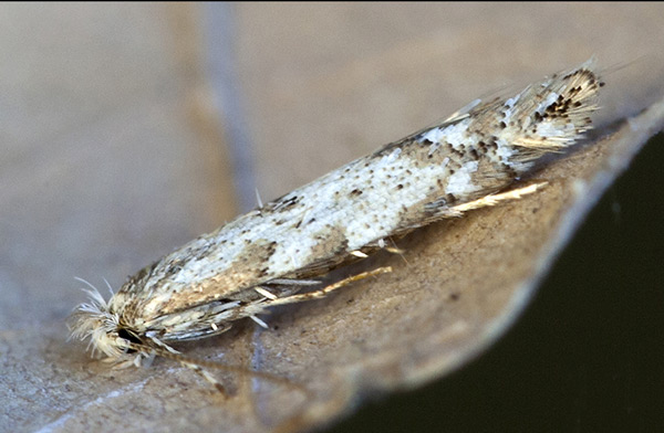 /filer/webapps/moths_gc/media/images/A/apparella_Phyllonorycter_A_Knyazev-et-al_2018_265.jpg