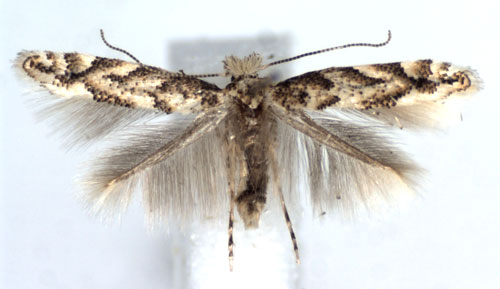 /filer/webapps/moths_gc/media/images/A/apparella_Phyllonorycter_A_WJDP.jpg