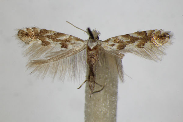 /filer/webapps/moths_gc/media/images/A/apparella_Phyllonorycter_A_ZSM.jpg
