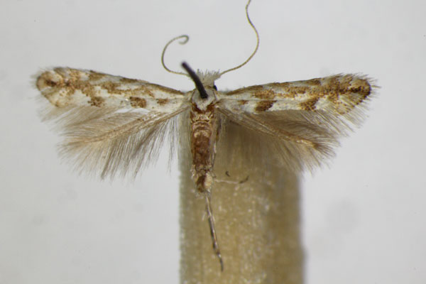 /filer/webapps/moths_gc/media/images/A/apparella_Phyllonorycter_A_ZSM_2.jpg