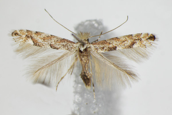 /filer/webapps/moths_gc/media/images/A/apparella_Phyllonorycter_A_ZSM_3.jpg