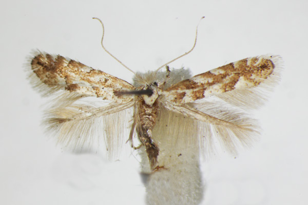 /filer/webapps/moths_gc/media/images/A/apparella_Phyllonorycter_A_ZSM_4.jpg