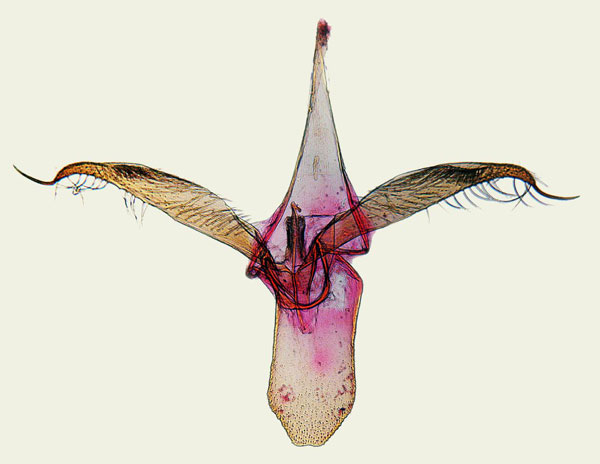 /filer/webapps/moths_gc/media/images/A/apparella_Phyllonorycter_GM_Bengtosson_BAB 6587.jpg