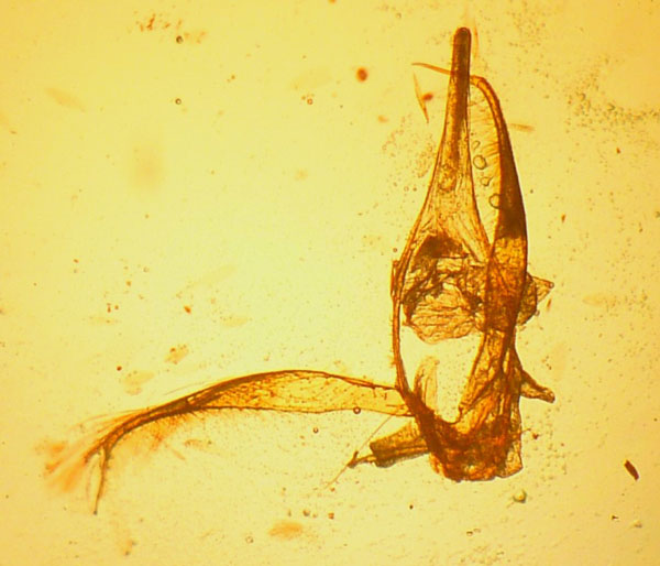 /filer/webapps/moths_gc/media/images/A/apparella_Phyllonorycter_GM_Young.jpg