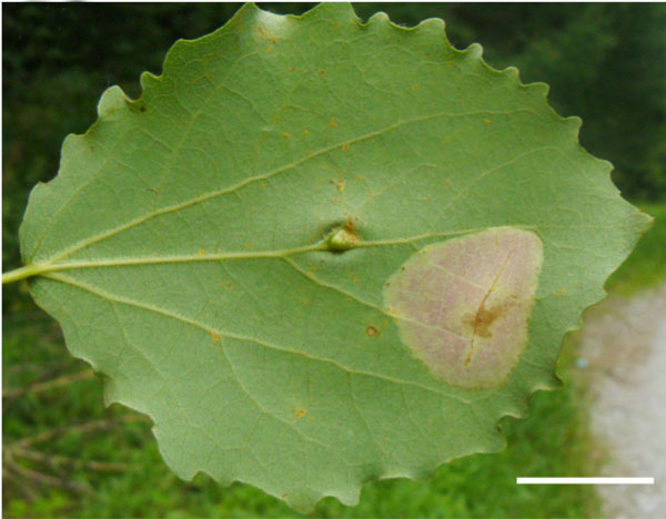 /filer/webapps/moths_gc/media/images/A/apparella_Phyllonorycter_mine_Shashank-et-al_2021_448.jpg