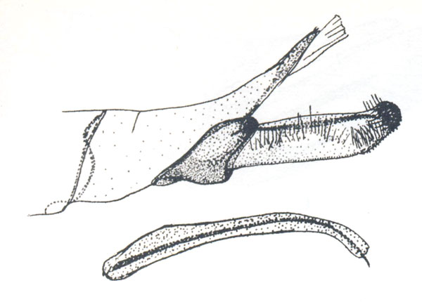 /filer/webapps/moths_gc/media/images/A/aptata_Conopomorphina_GM_Vari-1961_Pl58-1.jpg