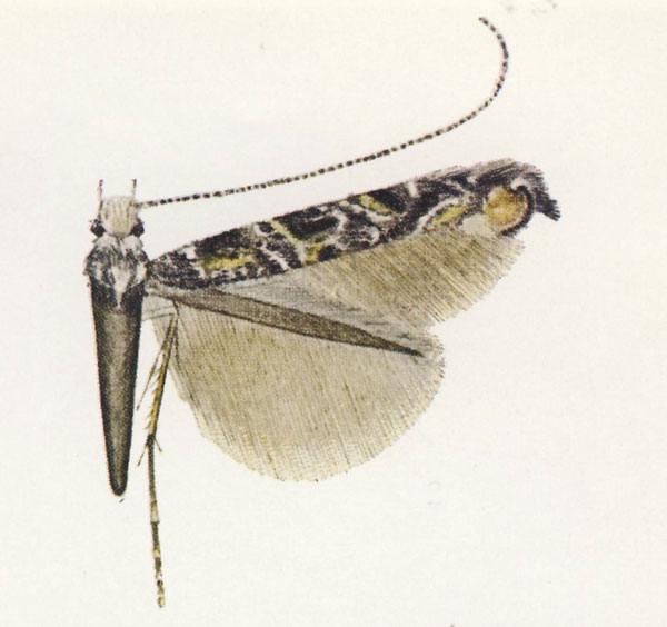 /filer/webapps/moths_gc/media/images/A/aptata_Conopomorphina_Vari_1961_Pl11-2.jpg