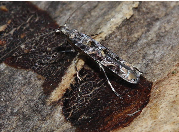 /filer/webapps/moths_gc/media/images/A/aptata_Conopoorphina_A_Triberti-etal_2024_32.jpg