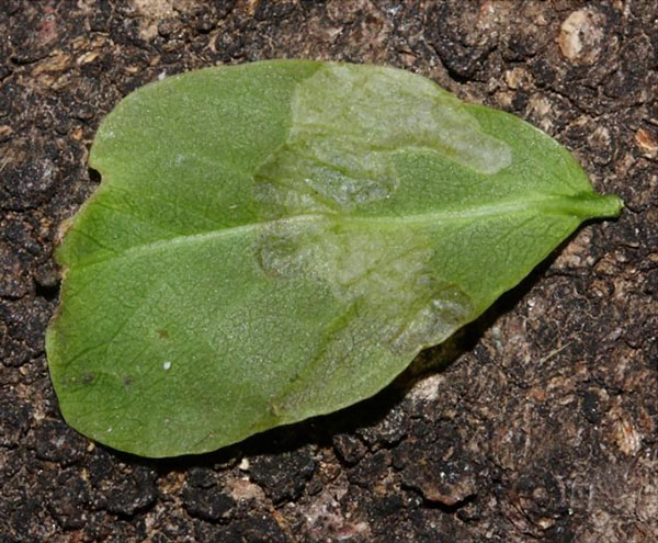 /filer/webapps/moths_gc/media/images/A/aptata_Conopoorphina_mine_Triberti-etal_2024_46.jpg