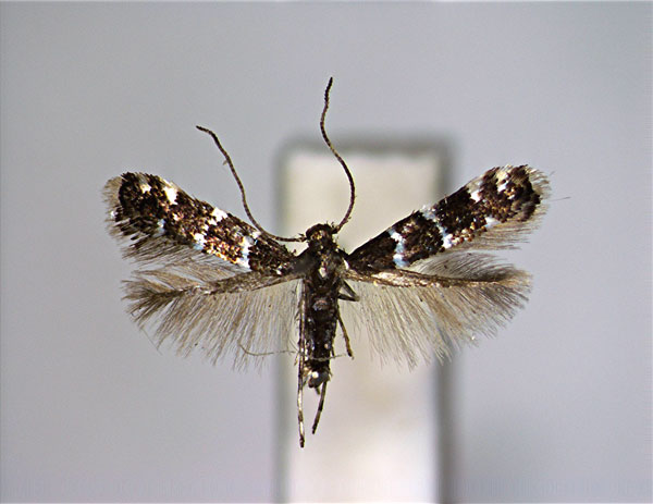 /filer/webapps/moths_gc/media/images/A/arbutiella_Marmara_A_EIHU.jpg