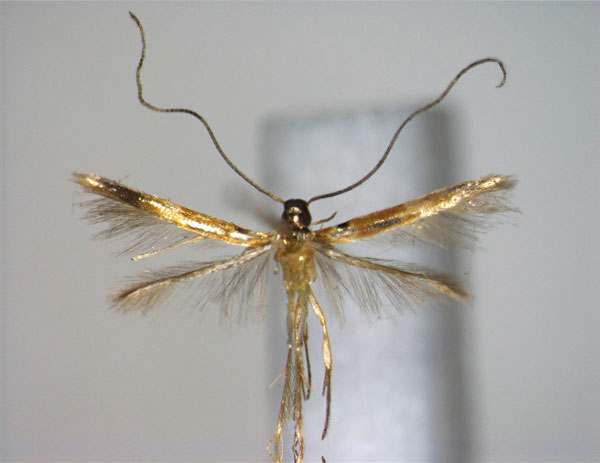 /filer/webapps/moths_gc/media/images/A/argentata_Chrysocercops_A_EIHU.jpg
