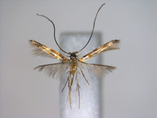 /filer/webapps/moths_gc/media/images/A/argentata_Chrysocercops_PT_EIHU.jpg
