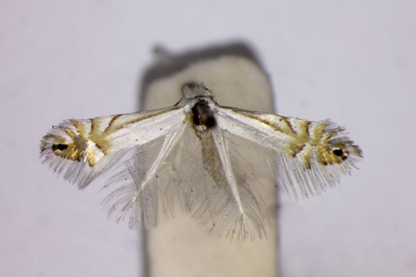 /filer/webapps/moths_gc/media/images/A/argentifimbriella_Phyllonorter_A_BMNH.jpg