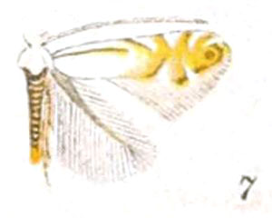 /filer/webapps/moths_gc/media/images/A/argentifimbriella_Phyllonorycter_A_Braun_21-7.jpg
