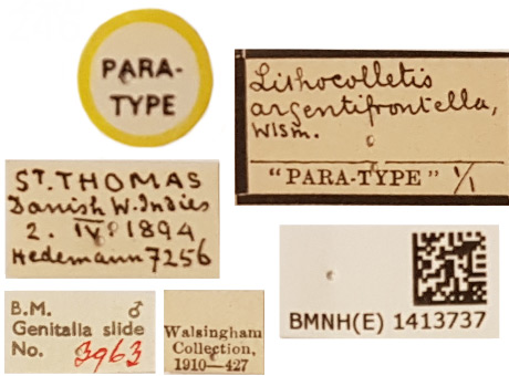 /filer/webapps/moths_gc/media/images/A/argentifrontella_Phyllonorycter_HT_1413737_BMNH_Labels.jpg