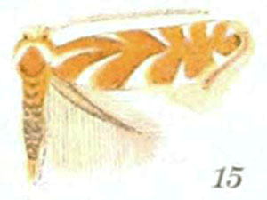 /filer/webapps/moths_gc/media/images/A/argentinotella_Phyllonorycter_A_Braun_22-15.jpg