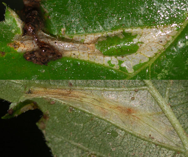 /filer/webapps/moths_gc/media/images/A/argentinotella_Phyllonorycter_mine_Eiseman-et-Davis_2020_2016-.jpg