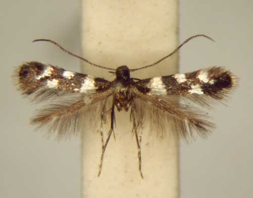 /filer/webapps/moths_gc/media/images/A/argyrocelis_Metriochroa_PT_TMSA6337.jpg