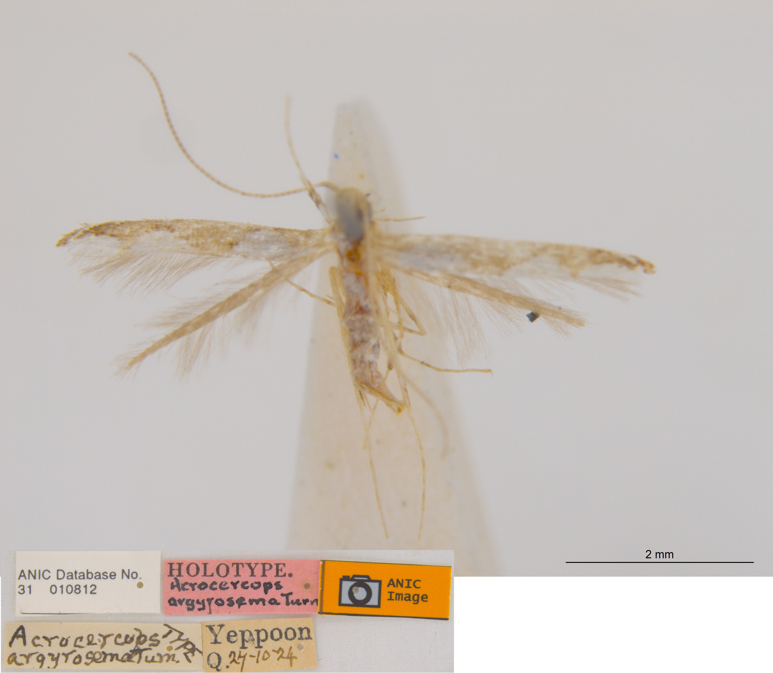 /filer/webapps/moths_gc/media/images/A/argyrosema_Acrocercops_HT_ANIC.jpg