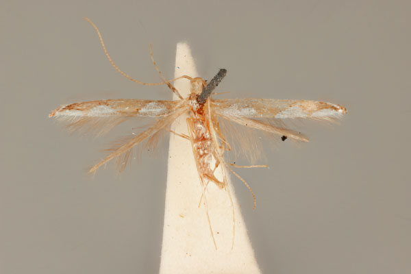 /filer/webapps/moths_gc/media/images/A/argyrosema_Acrocercops_HT_ANIC31-010812_dorsal.jpg