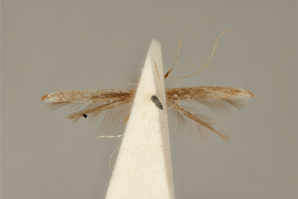 /filer/webapps/moths_gc/media/images/A/argyrosema_Acrocercops_HT_ANIC31-010812_ventral.jpg