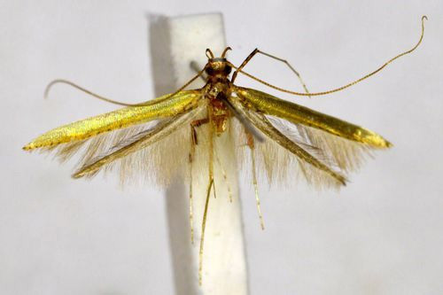 /filer/webapps/moths_gc/media/images/A/ariana_Caloptilia_A_BMNH(E)-1055735.jpg