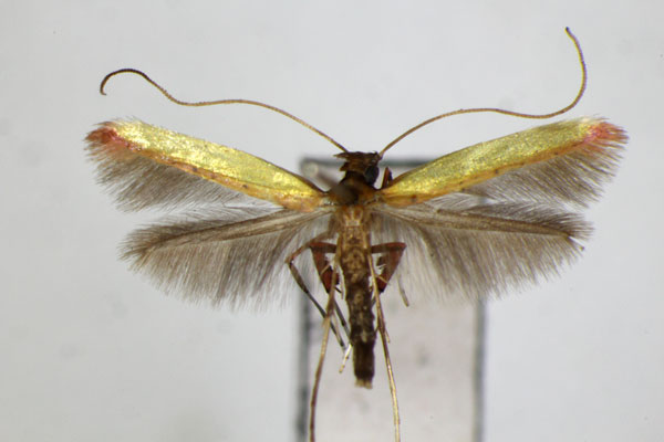 /filer/webapps/moths_gc/media/images/A/ariana_heliciae_Caloptilia_A_ZSM_2.jpg