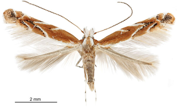 /filer/webapps/moths_gc/media/images/A/arizonella_Cameraria_A_Eiseman-et-Davis_2020_205.jpg