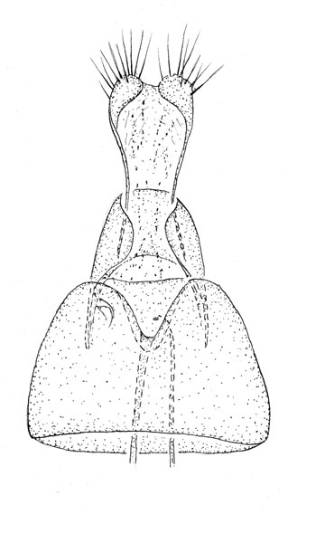 /filer/webapps/moths_gc/media/images/A/arizonella_Cameraria_GF_Eiseman-et-Davis_2020_207.jpg