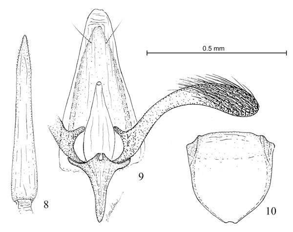 /filer/webapps/moths_gc/media/images/A/arizonella_Cameraria_GM_Eiseman-et-Davis_2020_206.jpg