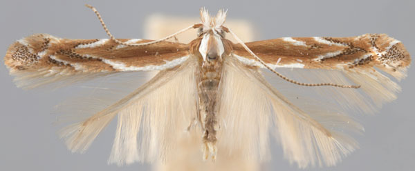 /filer/webapps/moths_gc/media/images/A/arizonella_Cameraria_HT_ANSP.jpg