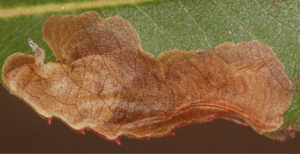 /filer/webapps/moths_gc/media/images/A/arizonella_Cameraria_Mine_Eiseman-et-Davis_2020_205.jpg