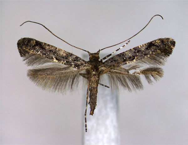 /filer/webapps/moths_gc/media/images/A/arsenievi_Gracillaria_A_EIHU.jpg