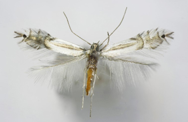 /filer/webapps/moths_gc/media/images/A/asiatica_Phyllocnistis_A2_Voith-etal_2023_16.jpg