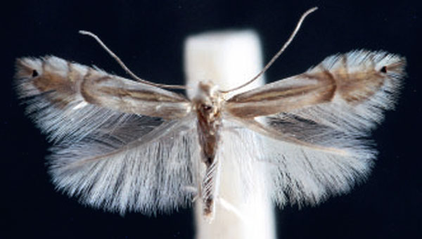 /filer/webapps/moths_gc/media/images/A/asiatica_Phyllocnistis_A_Bengtsson_2024_9.jpg
