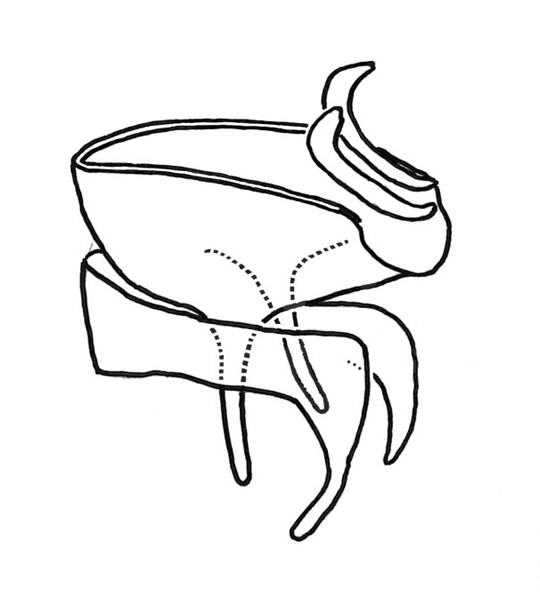 /filer/webapps/moths_gc/media/images/A/asiatica_Phyllocnistis_GF_Voith-etal_2023_17.jpg