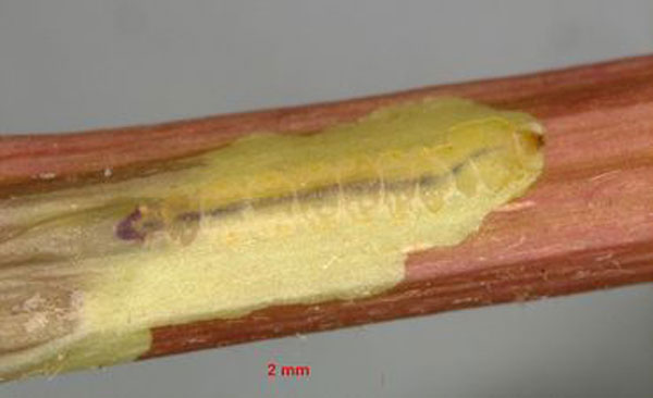 /filer/webapps/moths_gc/media/images/A/asiatica_Phyllocnistis_larva_van-Nieukerken-etal_2026.jpg