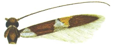 /filer/webapps/moths_gc/media/images/A/aspila_Eucosmophora_A_DavisWagner_2005_3.jpg