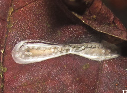 /filer/webapps/moths_gc/media/images/A/assamica_Epicephala_Cocoon_Zhang-et-Li_2017_921.jpg