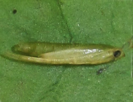 /filer/webapps/moths_gc/media/images/A/assamica_Epicephala_Pupa_Zhang-et-Li_2017_921.jpg