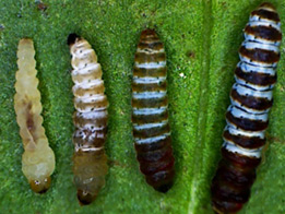 /filer/webapps/moths_gc/media/images/A/assamica_Epicephala_larva_Zhang-et-Li_2017_921.jpg