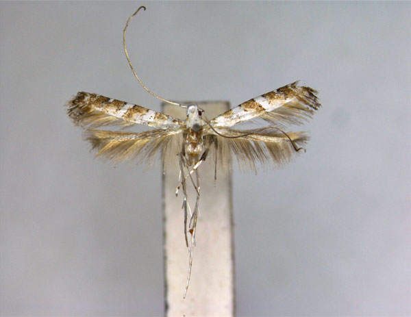 /filer/webapps/moths_gc/media/images/A/astaurota_Spulerina_A_EIHU.jpg