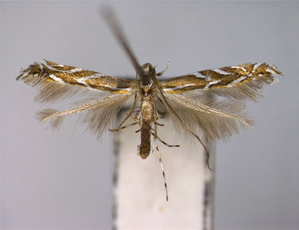 /filer/webapps/moths_gc/media/images/A/asteris_Aristaea_PT_EIHU.jpg