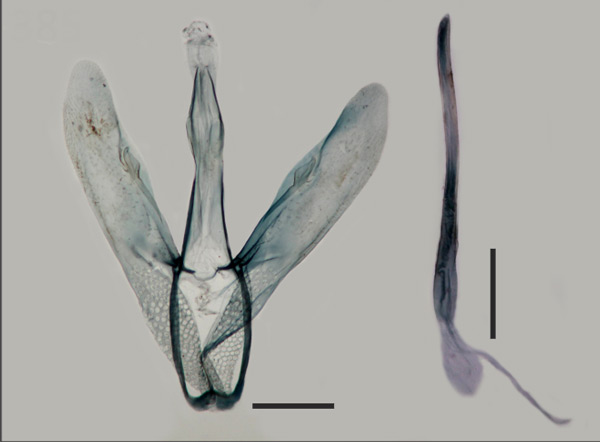 /filer/webapps/moths_gc/media/images/A/atlantis_Eucosmophora_GM_BMNH.jpg