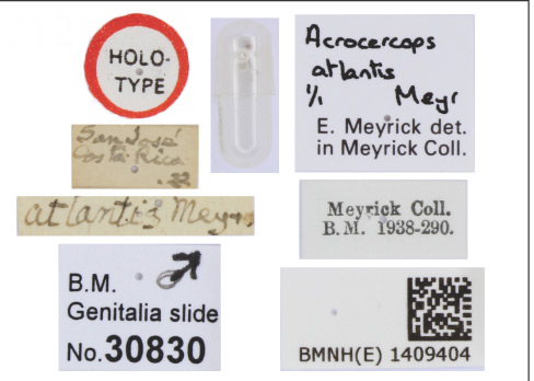 /filer/webapps/moths_gc/media/images/A/atlantis_Eucosmophora_HT_1409404_BMNH_labels.jpg