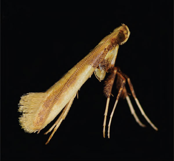 /filer/webapps/moths_gc/media/images/A/augeas_Caloptilia_A_Guiguet_2026_118.jpg
