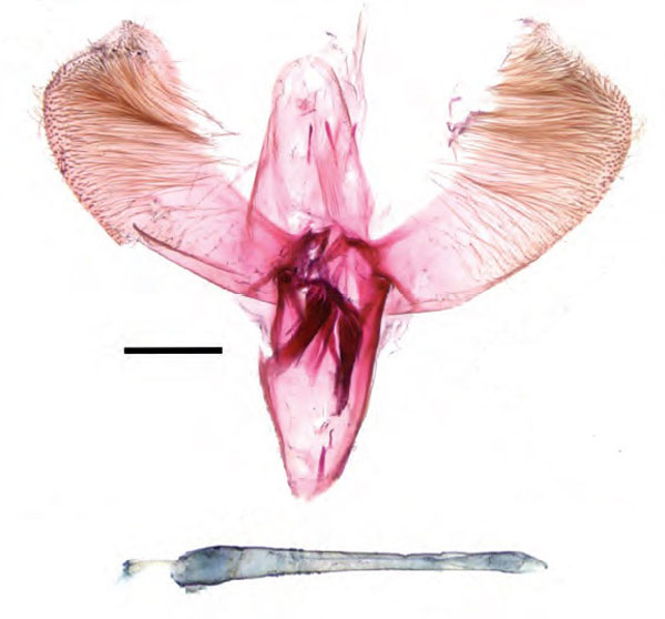 /filer/webapps/moths_gc/media/images/A/augeas_Caloptilia_HT_GM_Guiguet-etal_2026_125.jpg